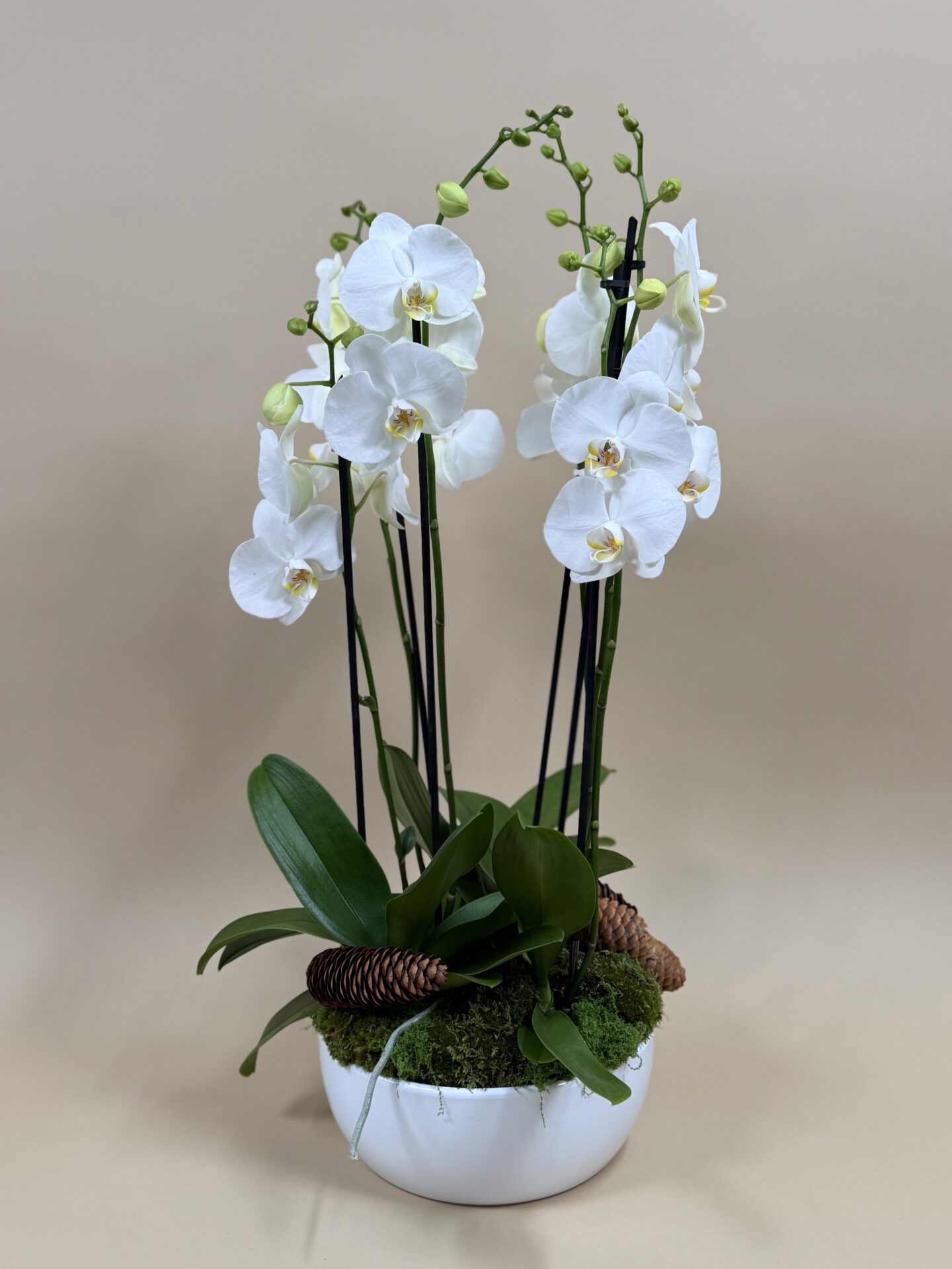 Orchidée Adrian en coupe livrée à Courchevel par fleuriste